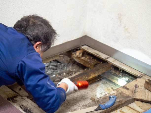 Best Fast Mold Removal  in Ben Wheeler, TX