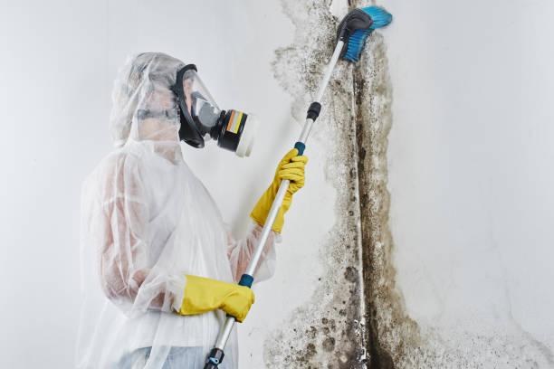 Office Mold Removal Services in Ben Wheeler, TX