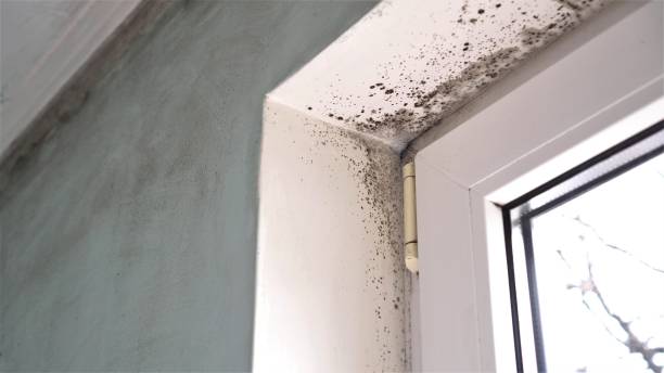 Professional Mold Removal in Ben Wheeler, TX