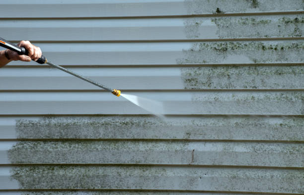 Best Professional Mold Removal  in Ben Wheeler, TX
