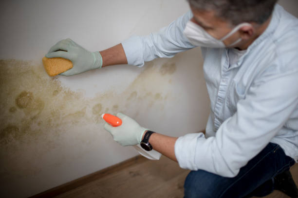 Best Mold Cleaning Services  in Ben Wheeler, TX