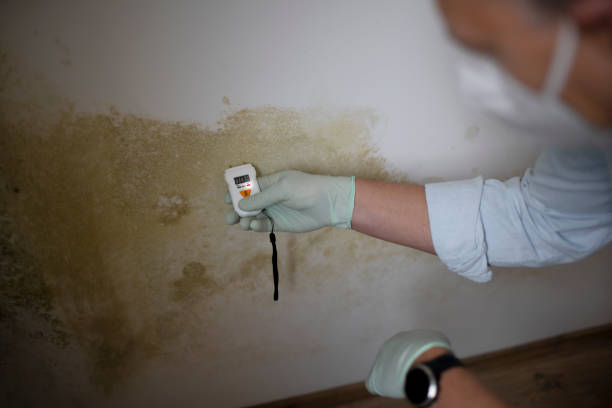  Ben Wheeler, TX Mold Removal Pros