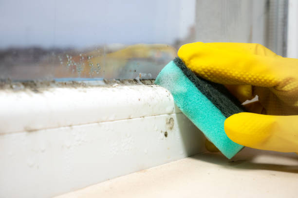 Best Mold Removal Company Near Me  in Ben Wheeler, TX