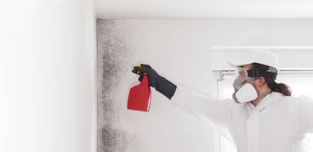 Best Office Mold Removal Services  in Ben Wheeler, TX