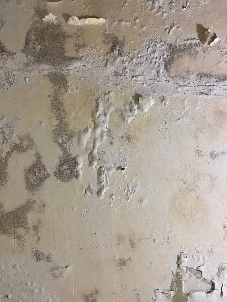 Best Mold Cleaning Services  in Ben Wheeler, TX