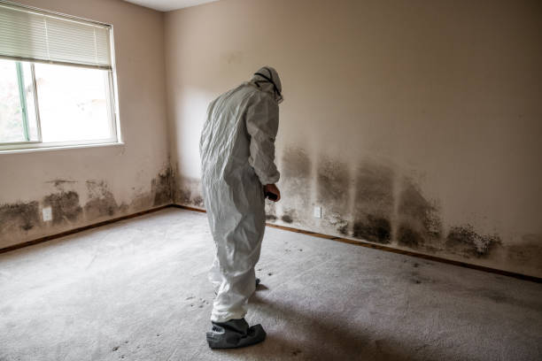 Best Commercial Mold Removal  in Ben Wheeler, TX