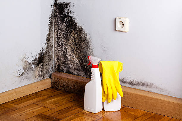 Best Mold Remediation Experts  in Ben Wheeler, TX