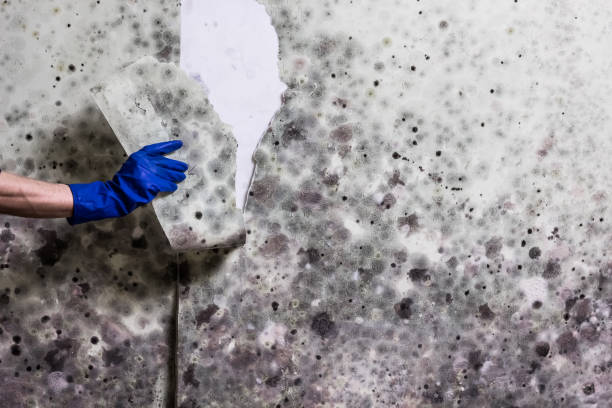 Best Crawl Space Mold Removal  in Ben Wheeler, TX