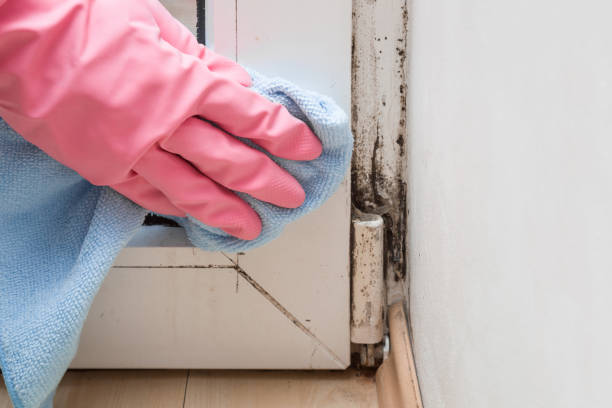 Professional Mold Removal in Ben Wheeler, TX
