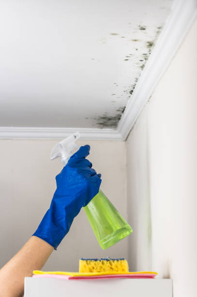 Best Attic Mold Removal  in Ben Wheeler, TX