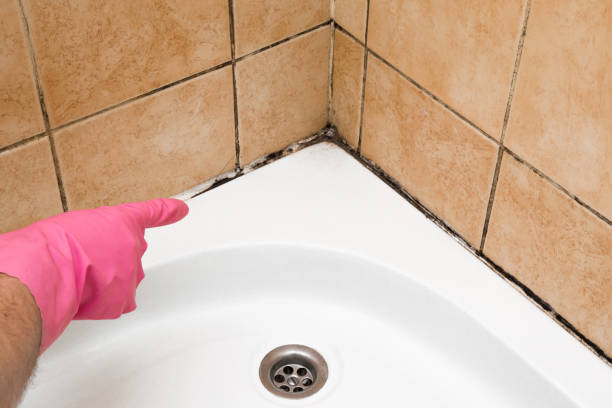 Best Office Mold Removal Services  in Ben Wheeler, TX